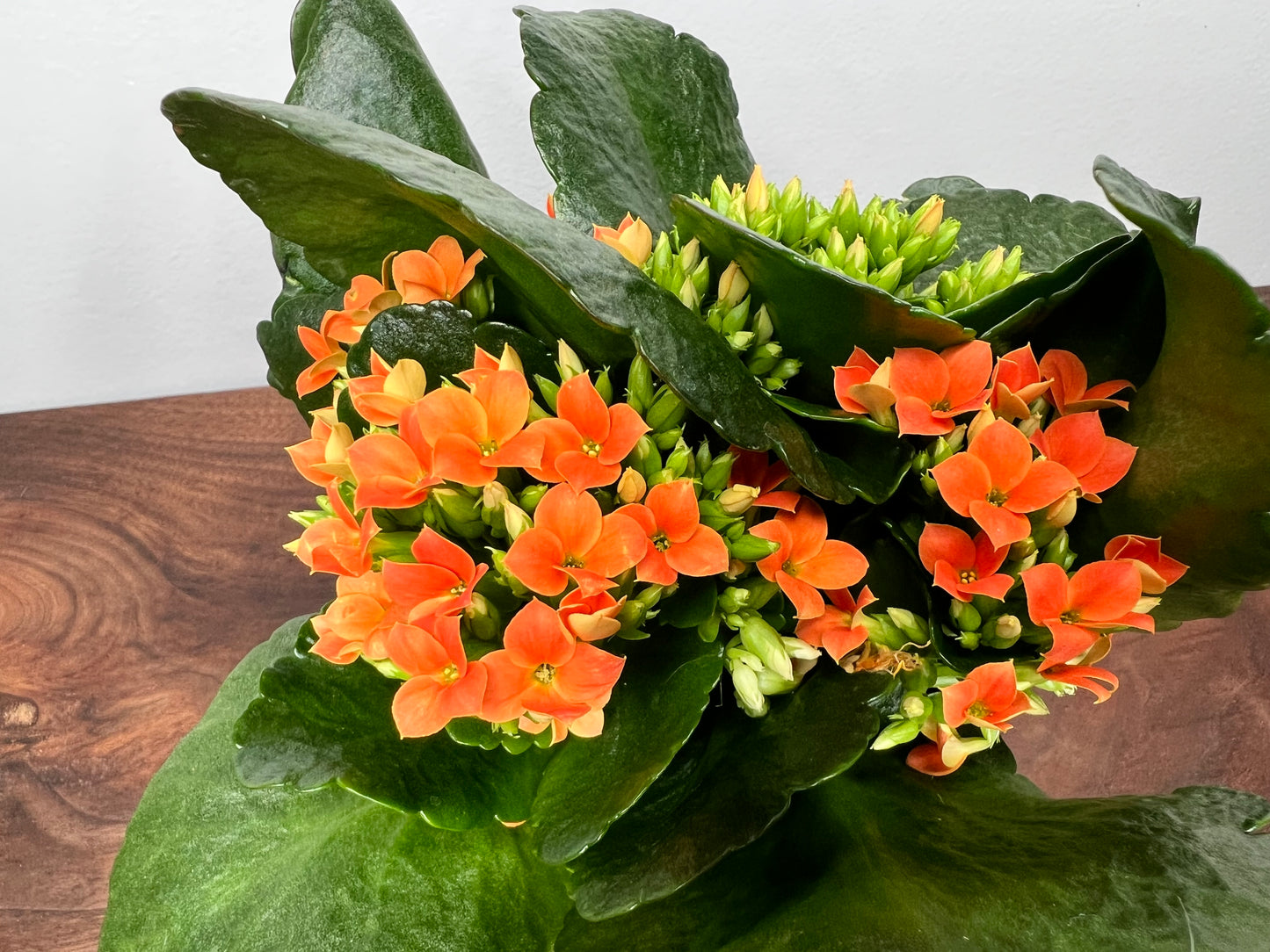 Kalanchoe