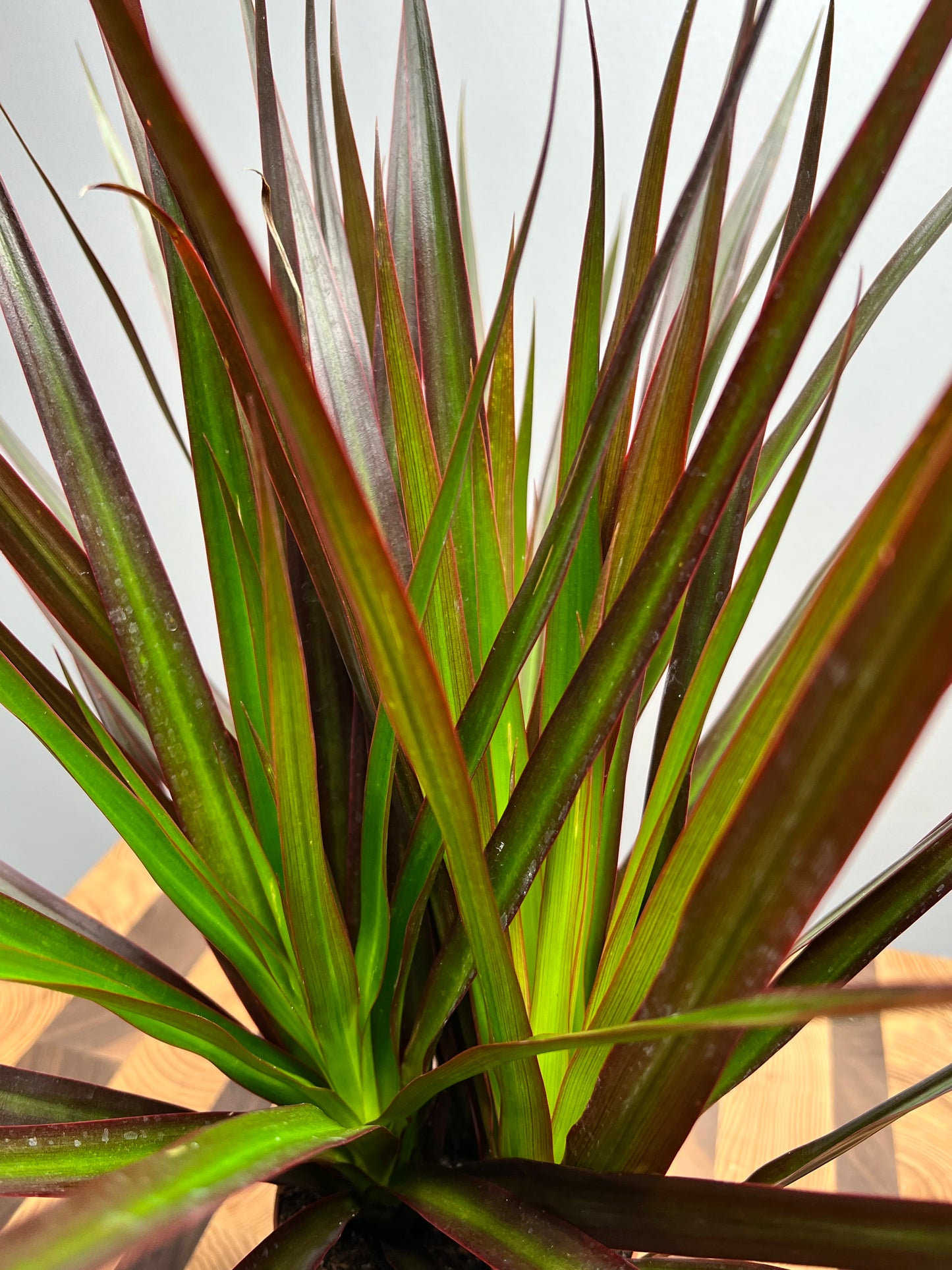 Dracaena