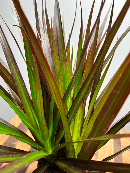 Dracaena