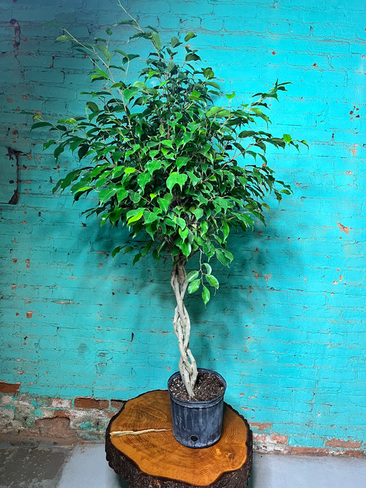 Ficus Benjamina Weeping Fig braided 10”