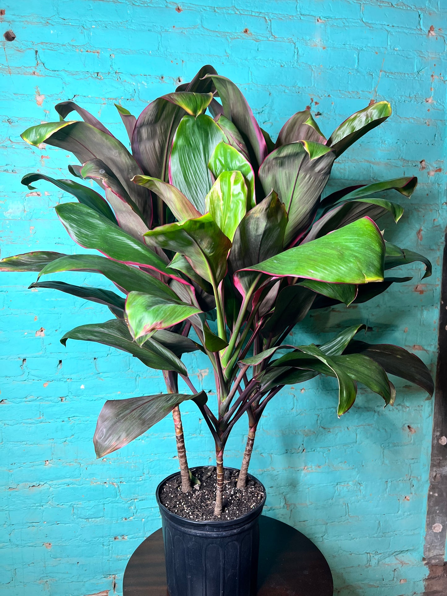 Cordyline Tropical Punch   “Ti Plant”