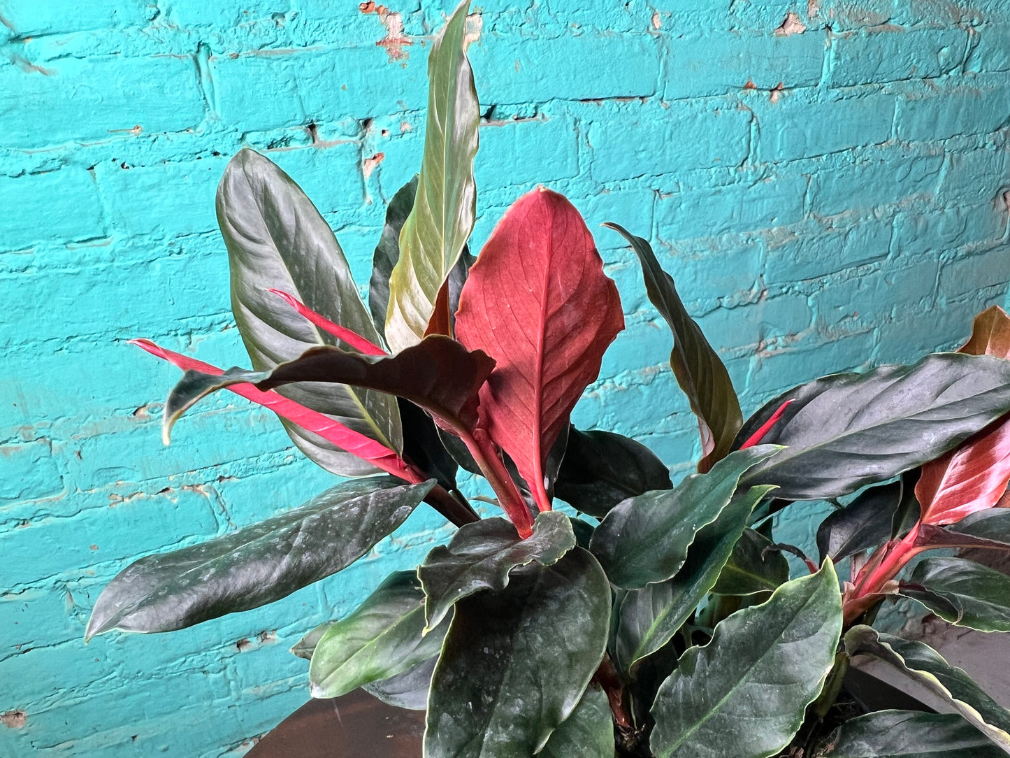 Rhodospatha Rojo 6”