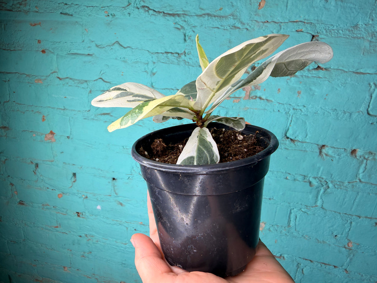 Ficus Lyrata Variegated 4”