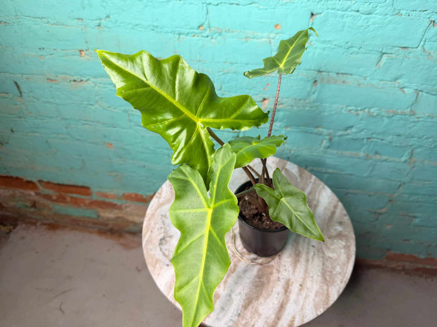 Alocasia Golden Dragon 4”
