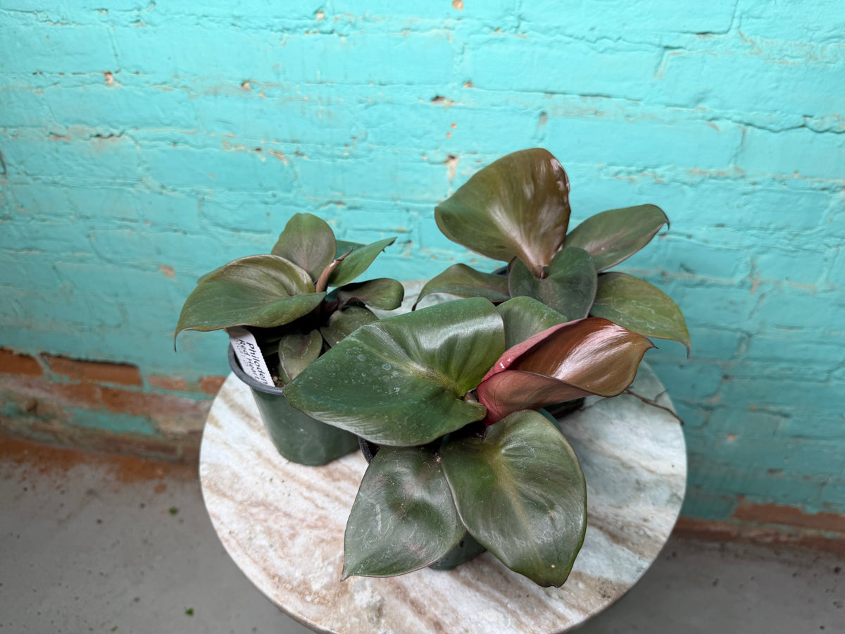 Philodendron “Red Heart” 4”