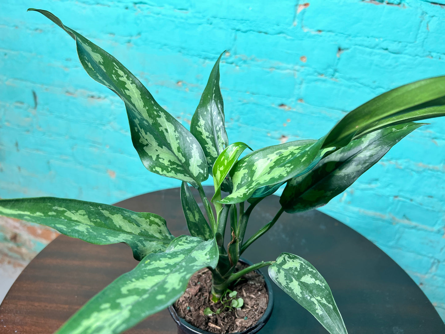 Aglaonema Peacock 4”