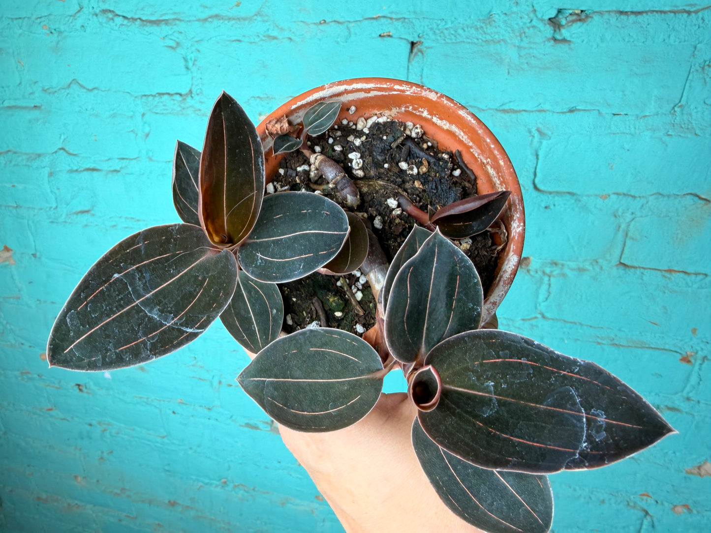 Jewel Orchid Ludisia discolor 4”