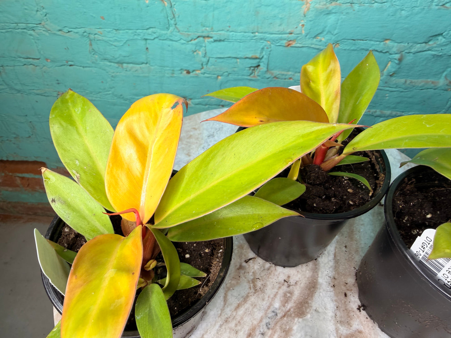 Philodendron Prince Of Orange  4”