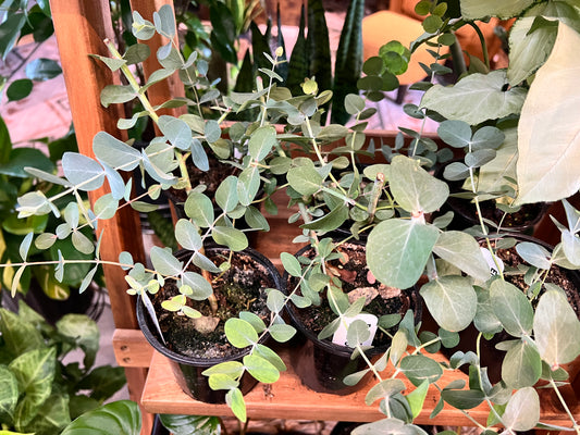Eucalyptus Silver Dollar