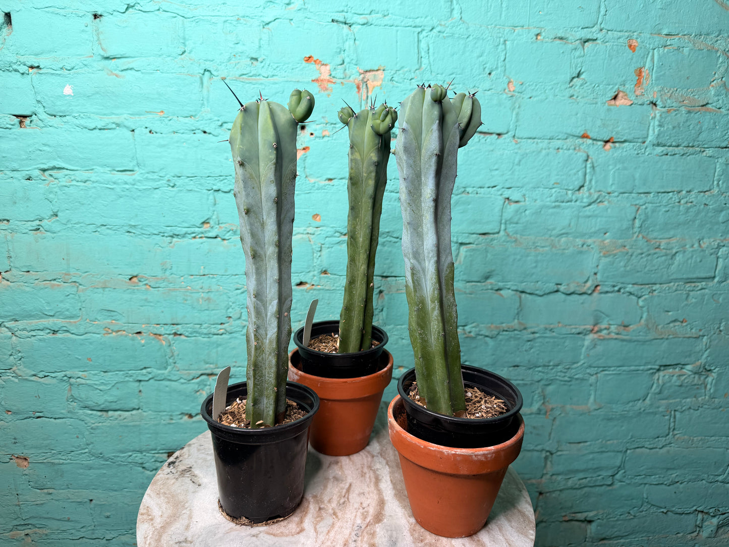 Myrtillocactus Geometrizans 4” “Blue candle Cactus