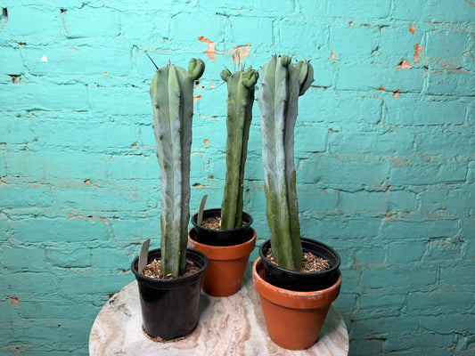 Myrtillocactus Geometrizans 4” “Blue candle Cactus