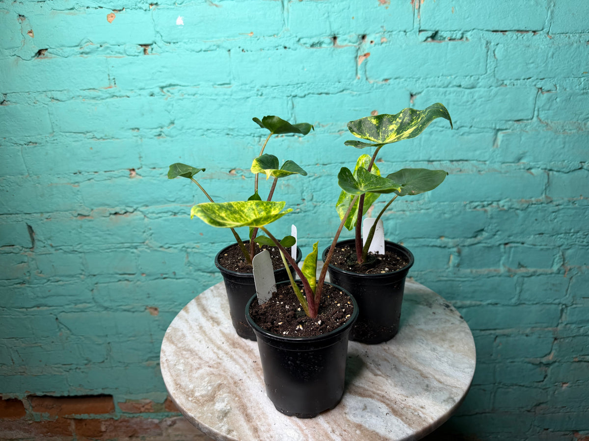 Alocasia New Guinea Gold 4”