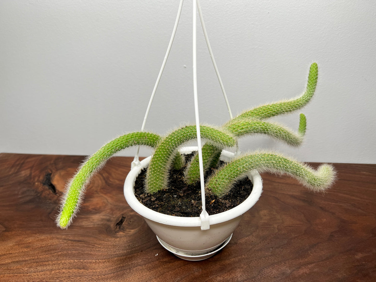 Monkey Tail Cactus 6” basket