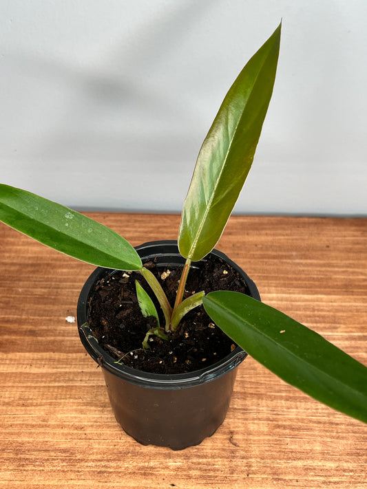 Caramel Pluto philodendron 4”