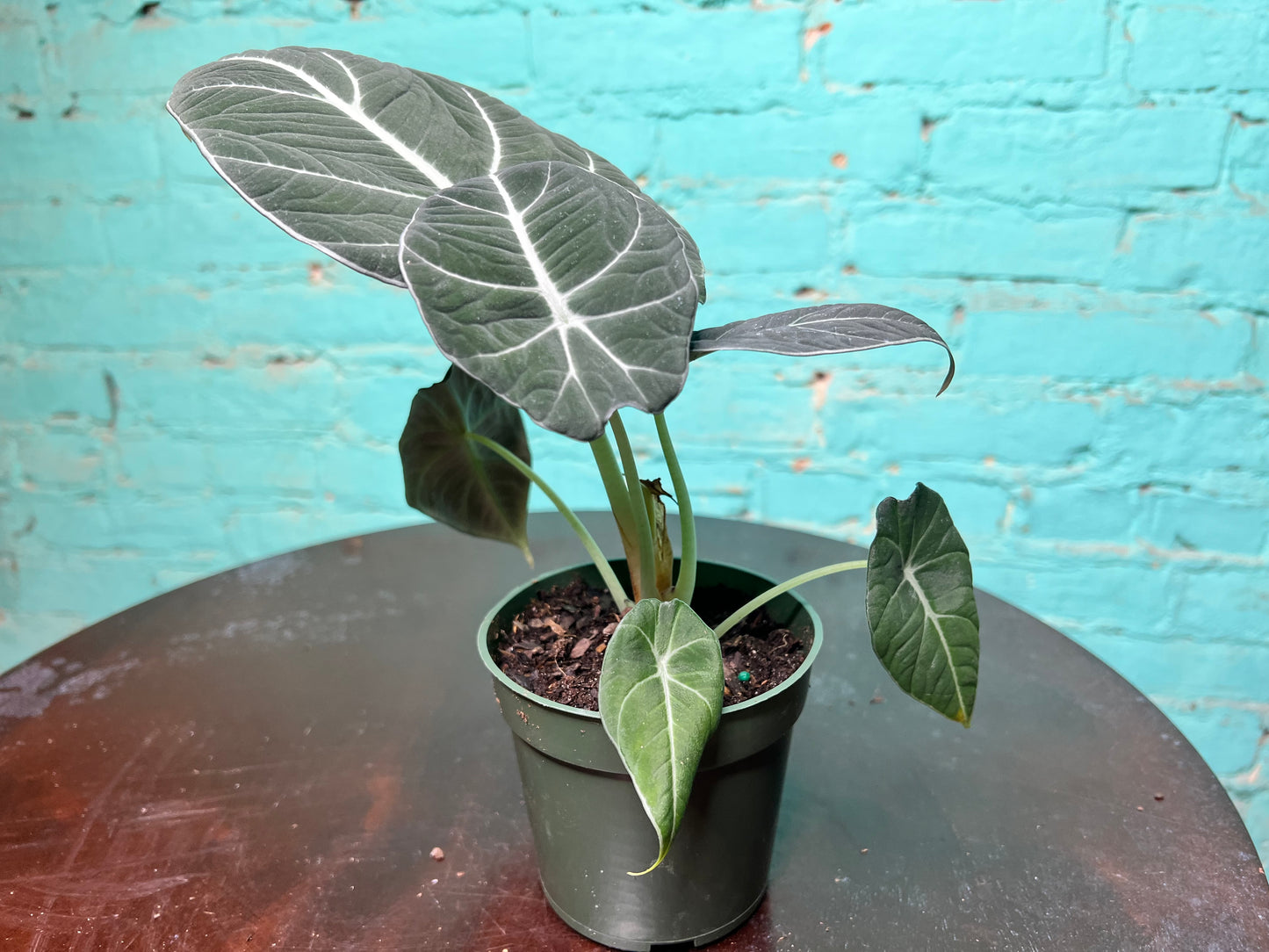 Alocasia-Black Velvet 4”