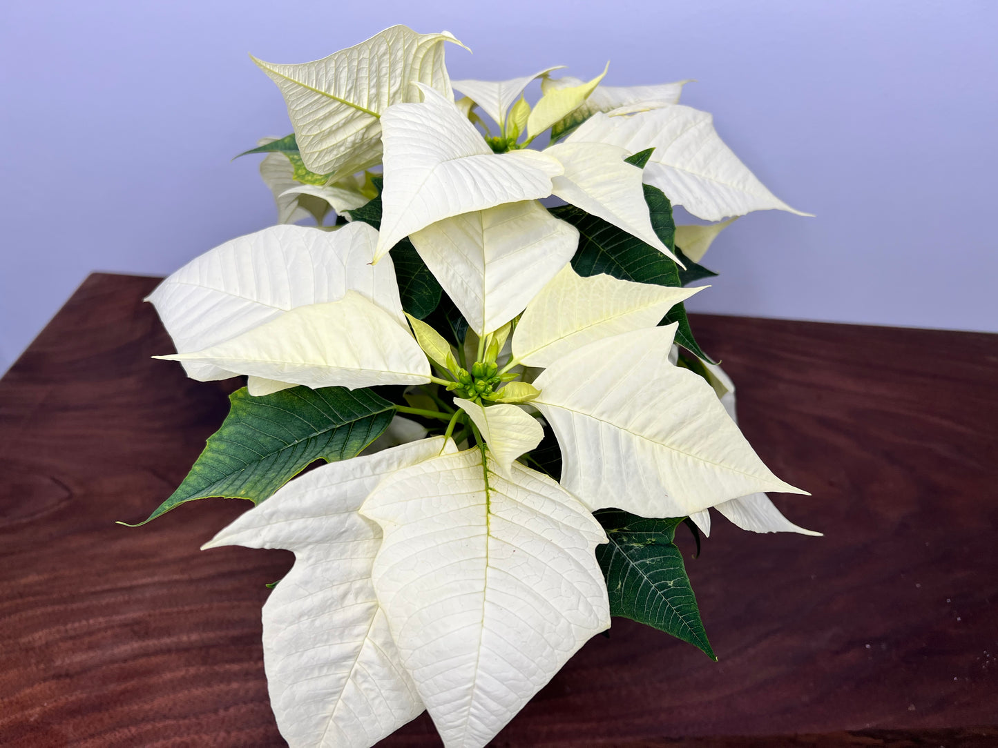 Poinsettia 4” white