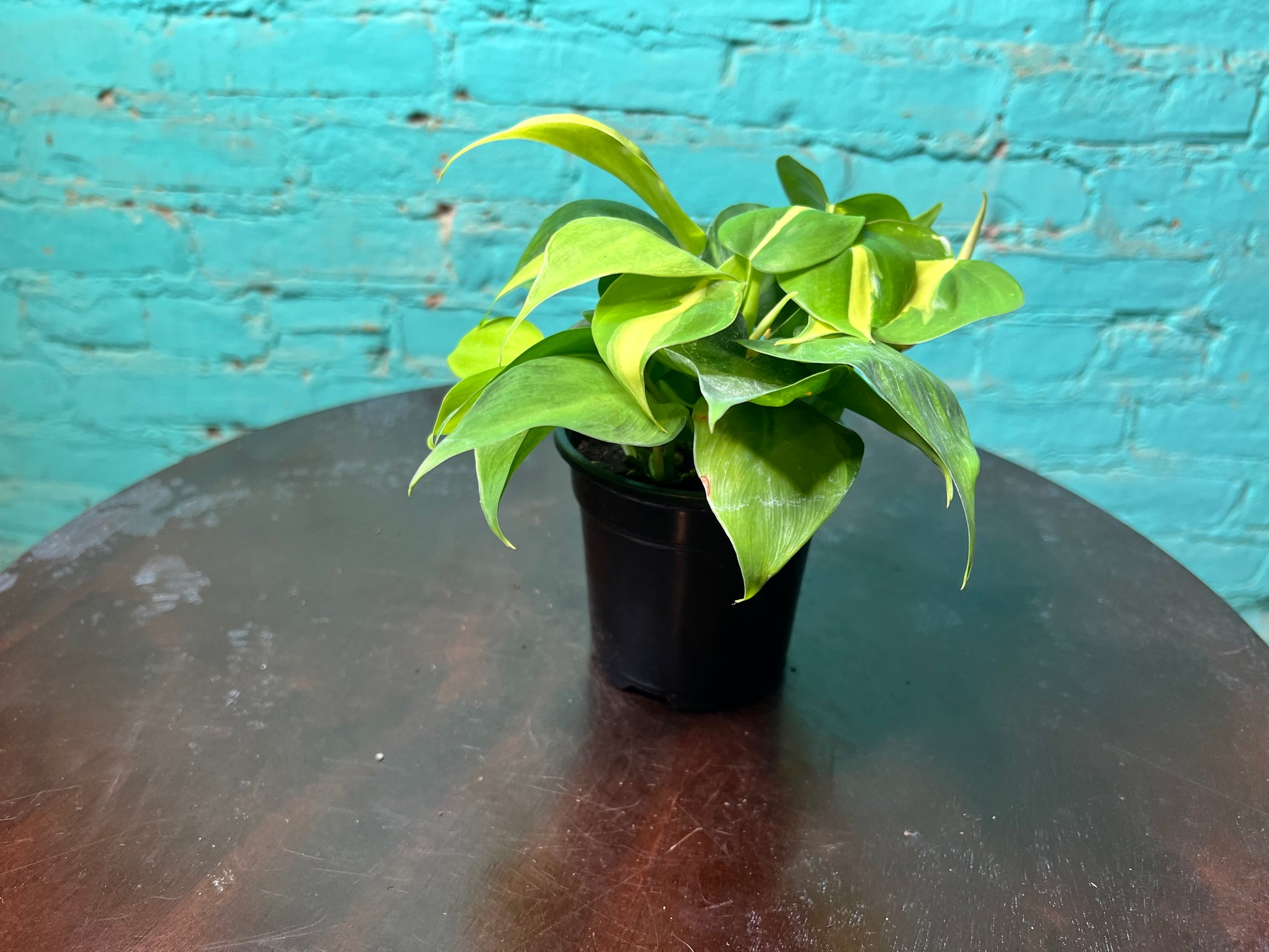 philodendron green 4 Philodendron Brasil 4”