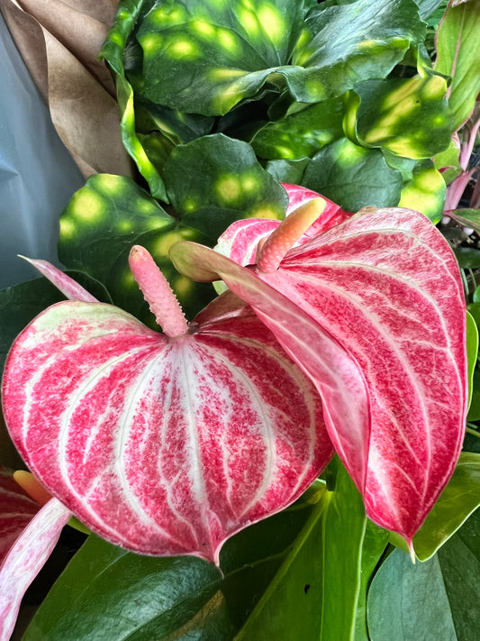 Anthurium 4”