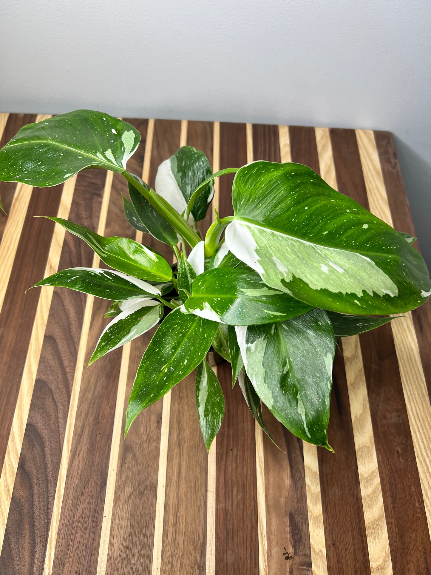 Philodendron White Wizard 4”