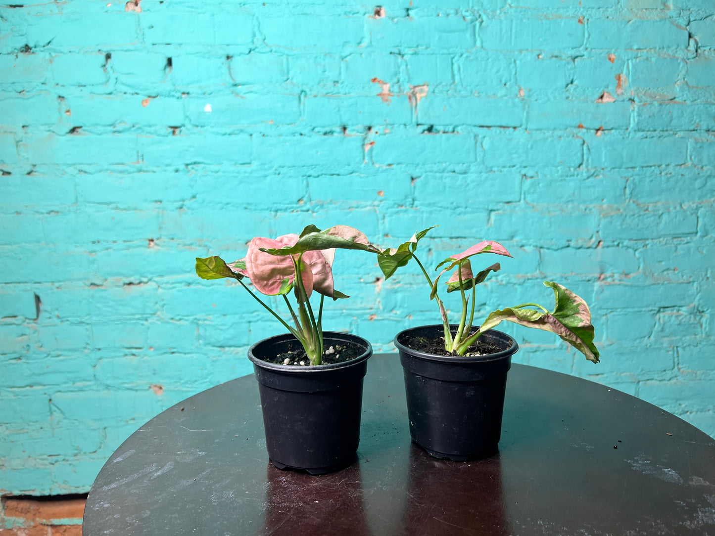 Syngonium Pink Lava 4”
