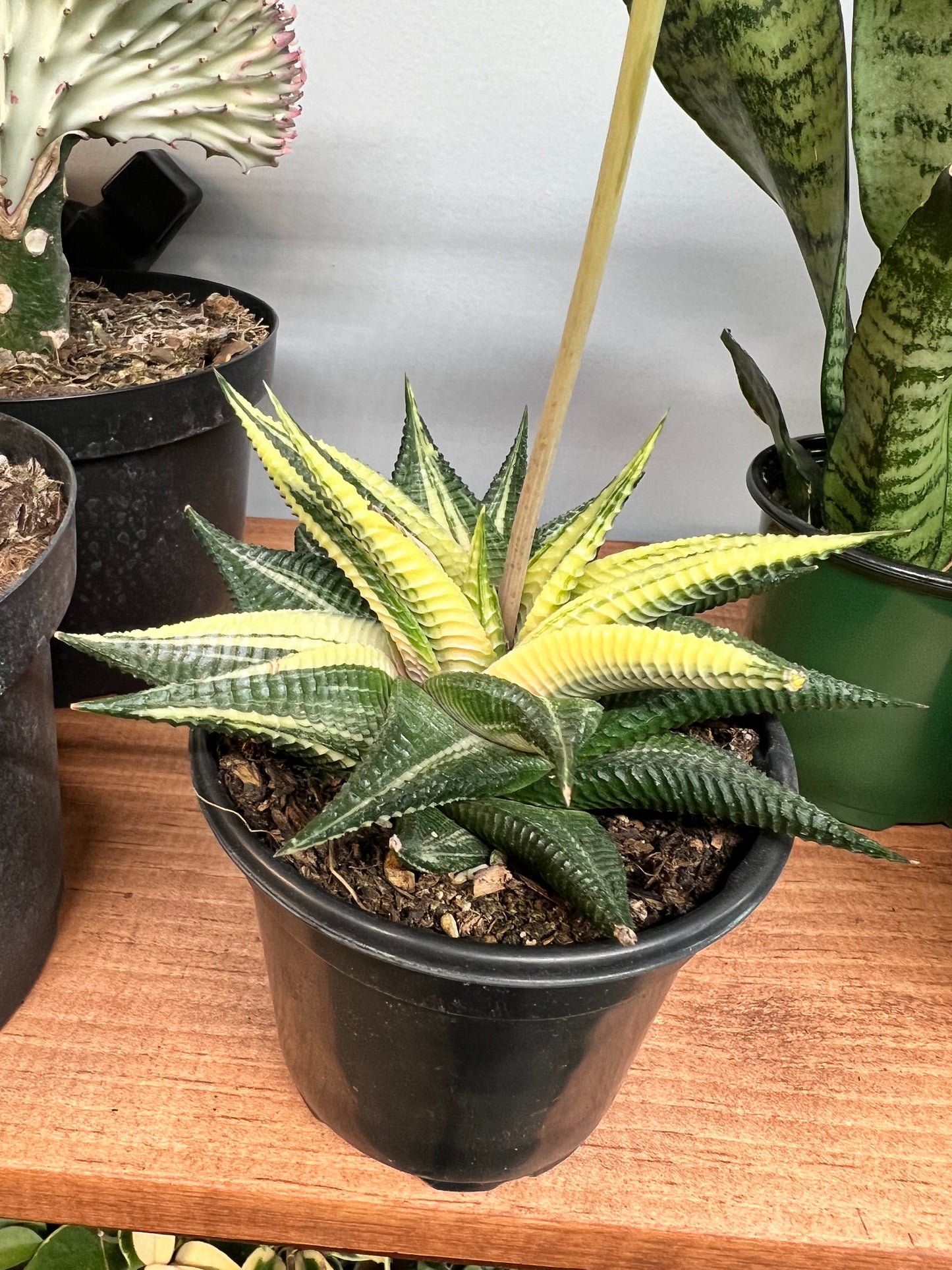 Haworthia Aurea