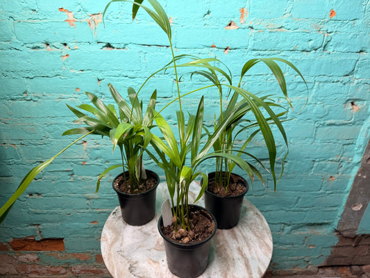 Areca palm or Butterfly Palm 4”