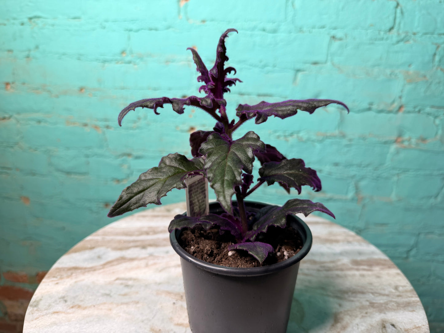 Purple Passion Plant 4”