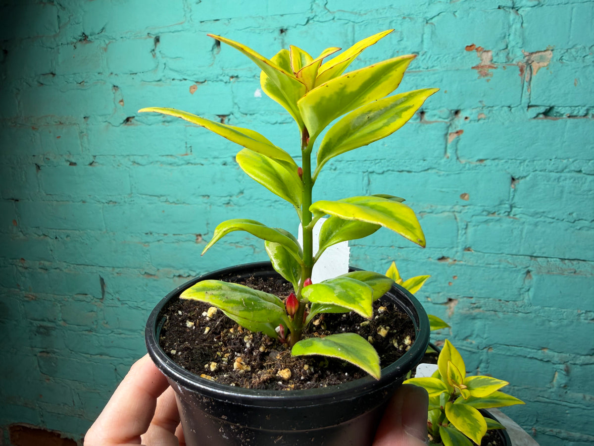 Nematanthus ‘Goldfish Plant’ Gold 4”