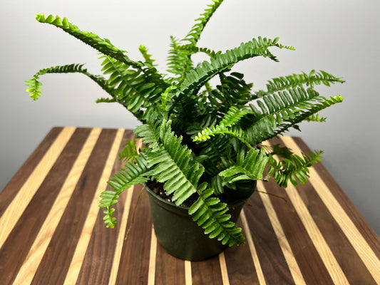Fern Kimberly Queen