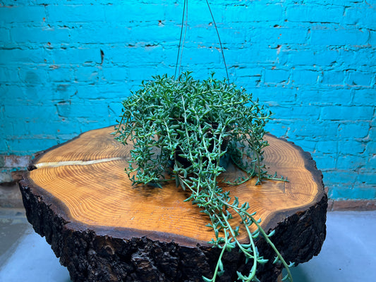 String of Dolphins 6” Basket