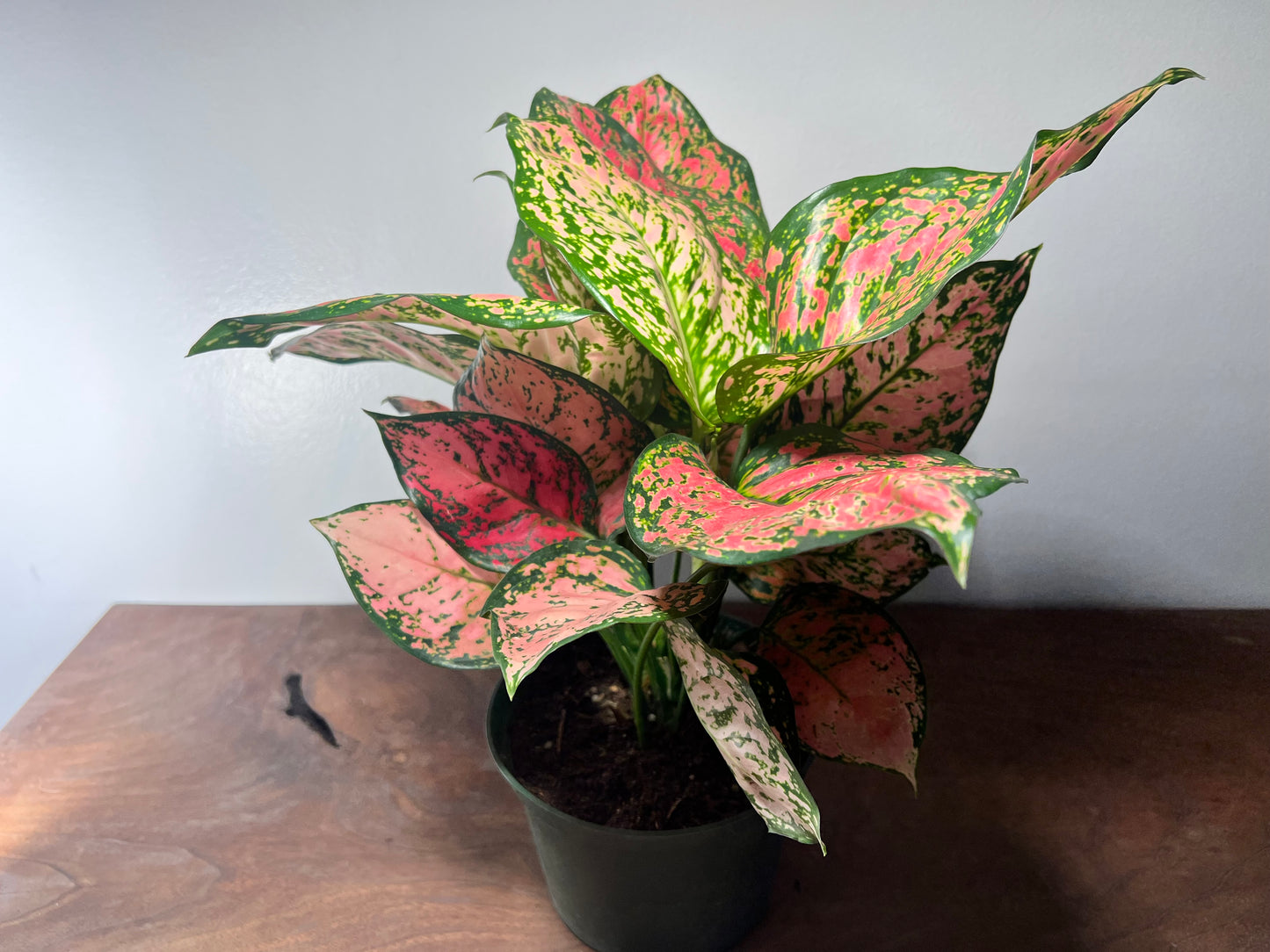 Aglaonema Ruby Ray 6”