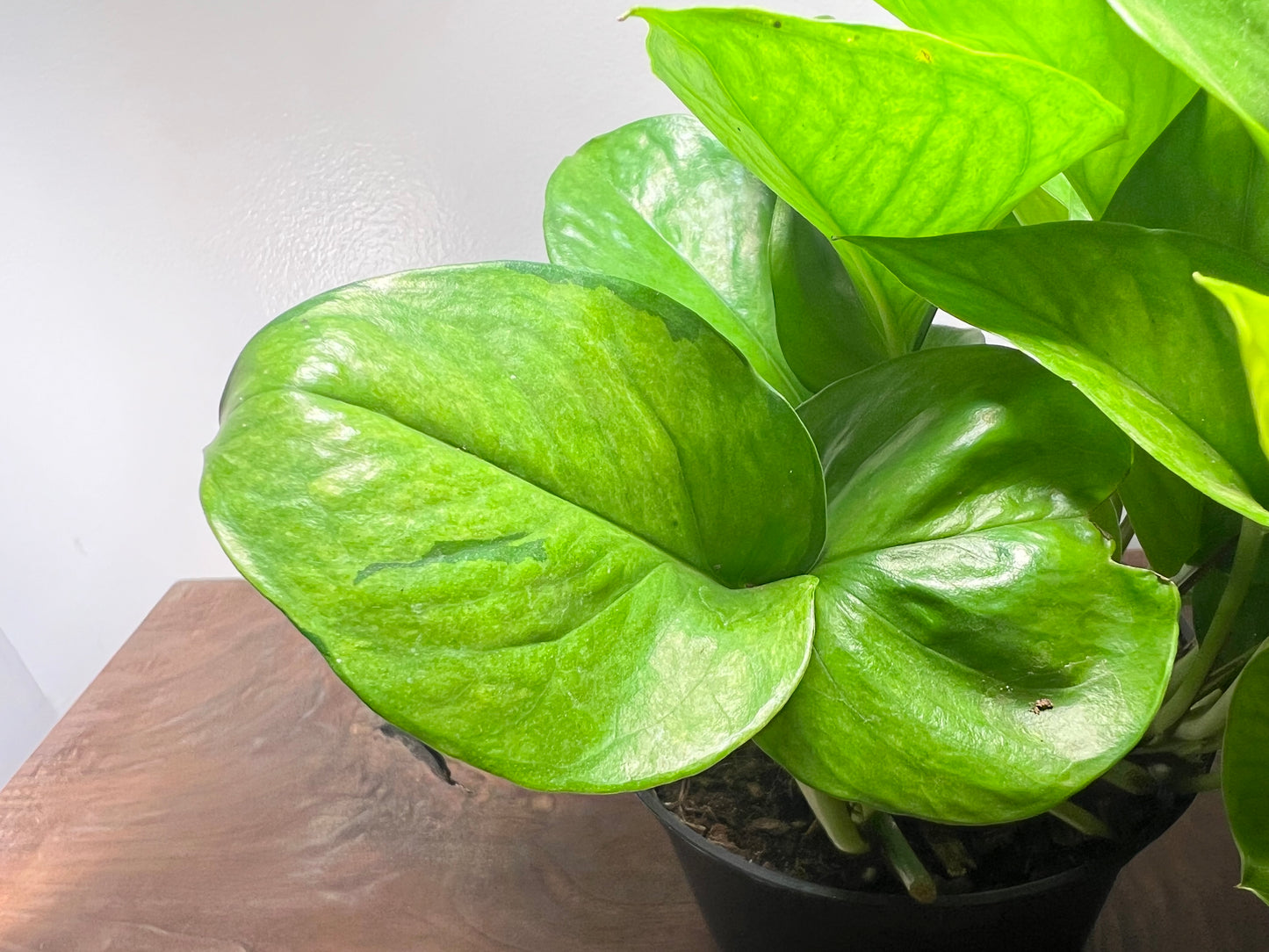 Pothos Lemon Top 6”