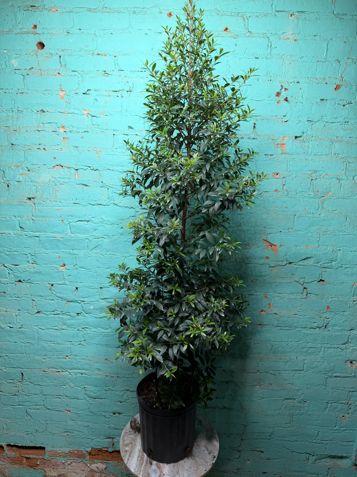 Magenta Cherry Tree 8” (Just under  5ft)