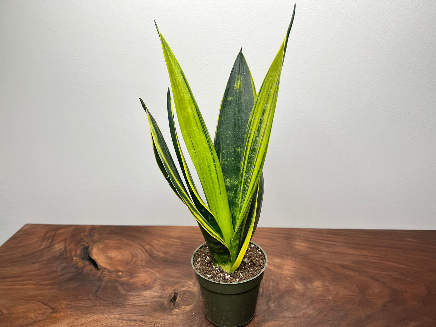 Snake Plant 4”