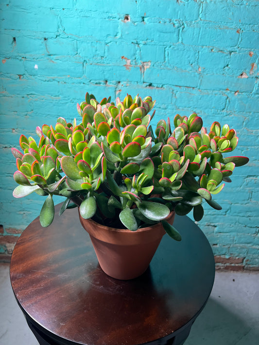 Jade 6”