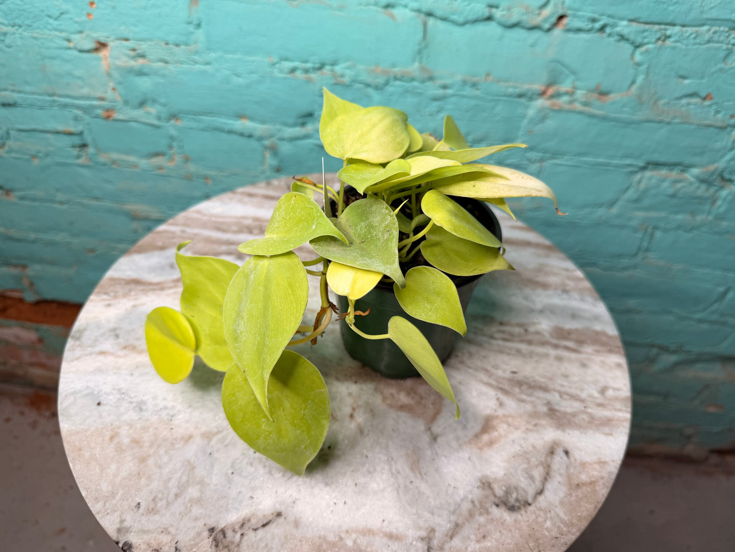 Philodendron Heart Leaf Neon 4”