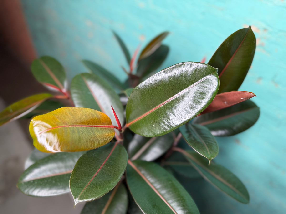 Ficus Elastica “Rubber Tree” Burgundy 8”