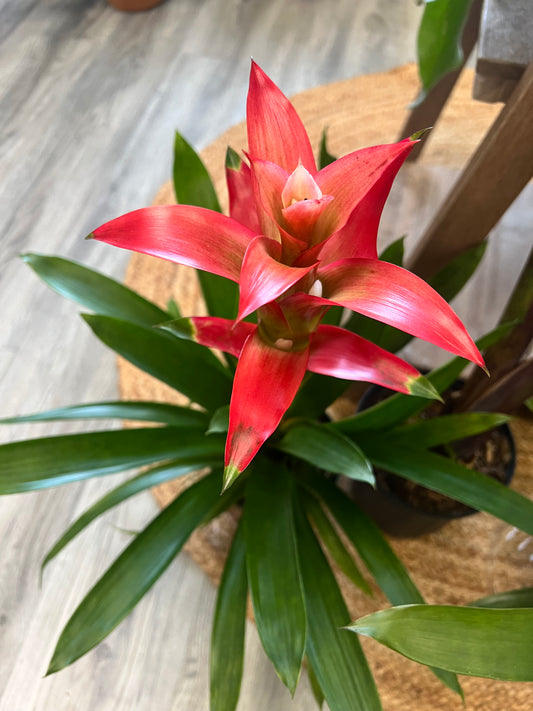 Bromeliad 6”