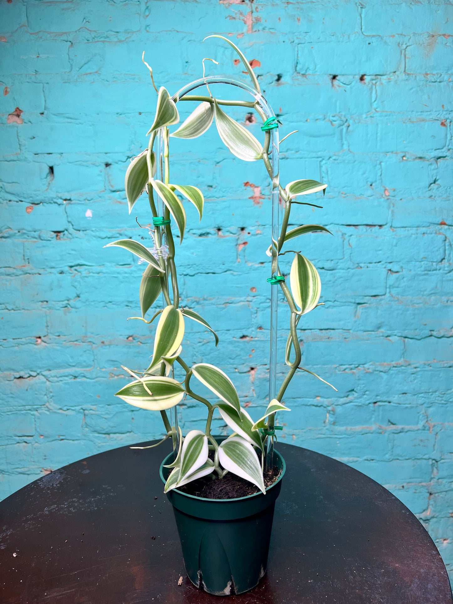 Vanilla Bean Orchids Trellis