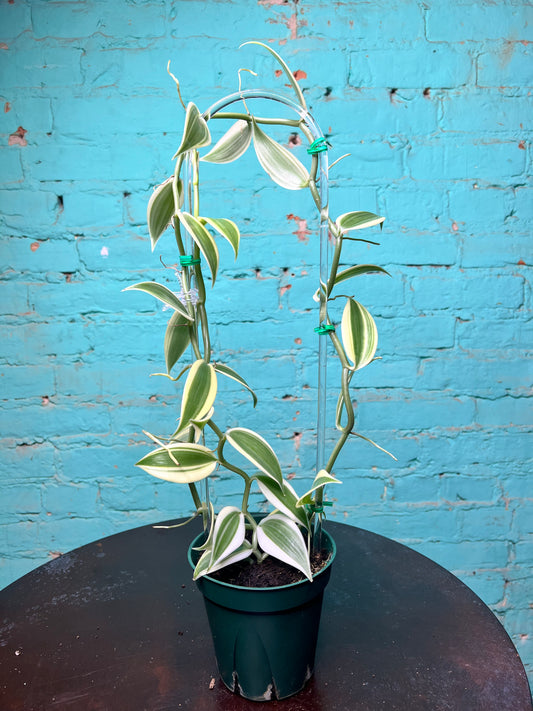 Vanilla Bean Orchids Trellis