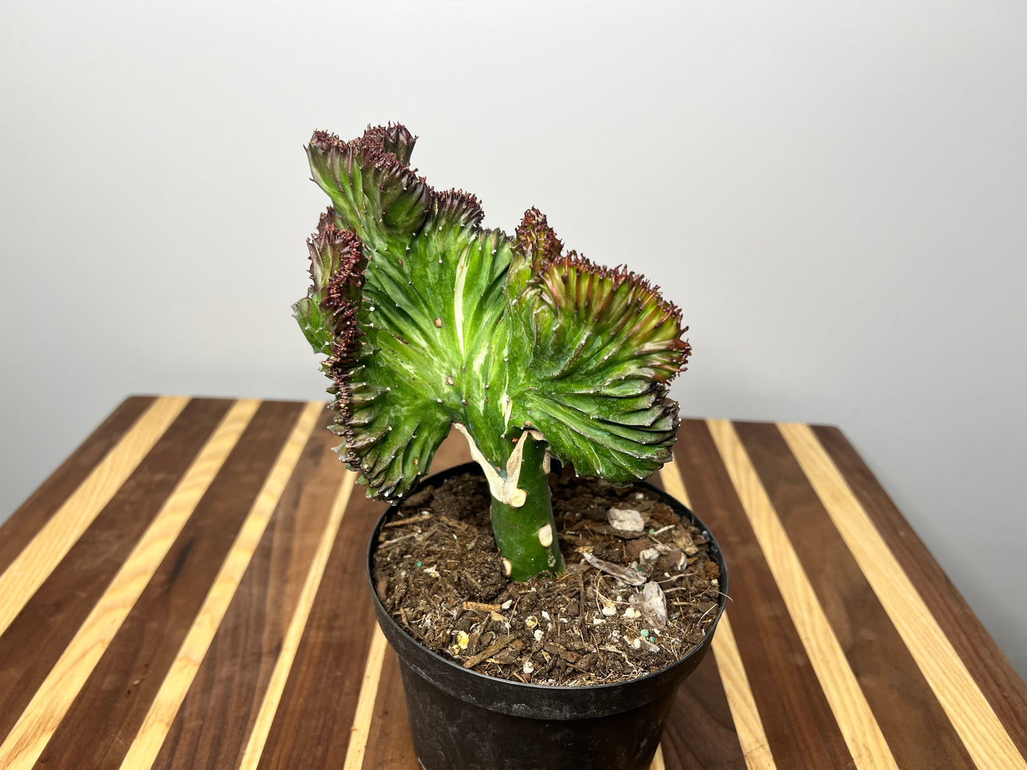 Mermaid Tail- Euphorbia Lactea 6”