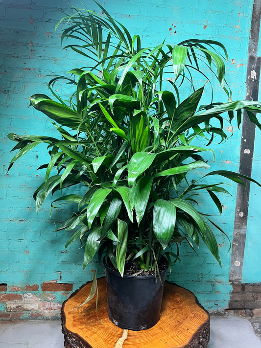 Bamboo Palm 12”