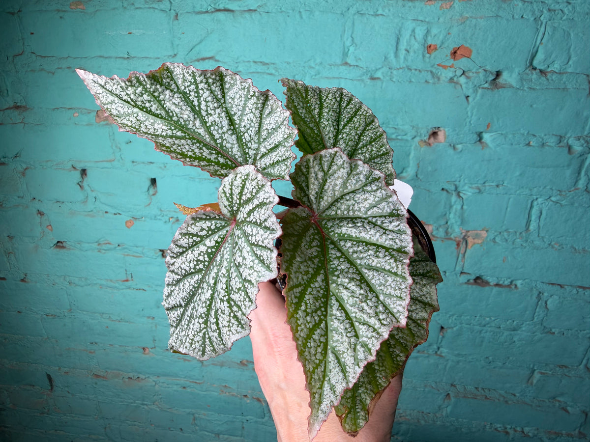 Begonia Snow Capped 4”