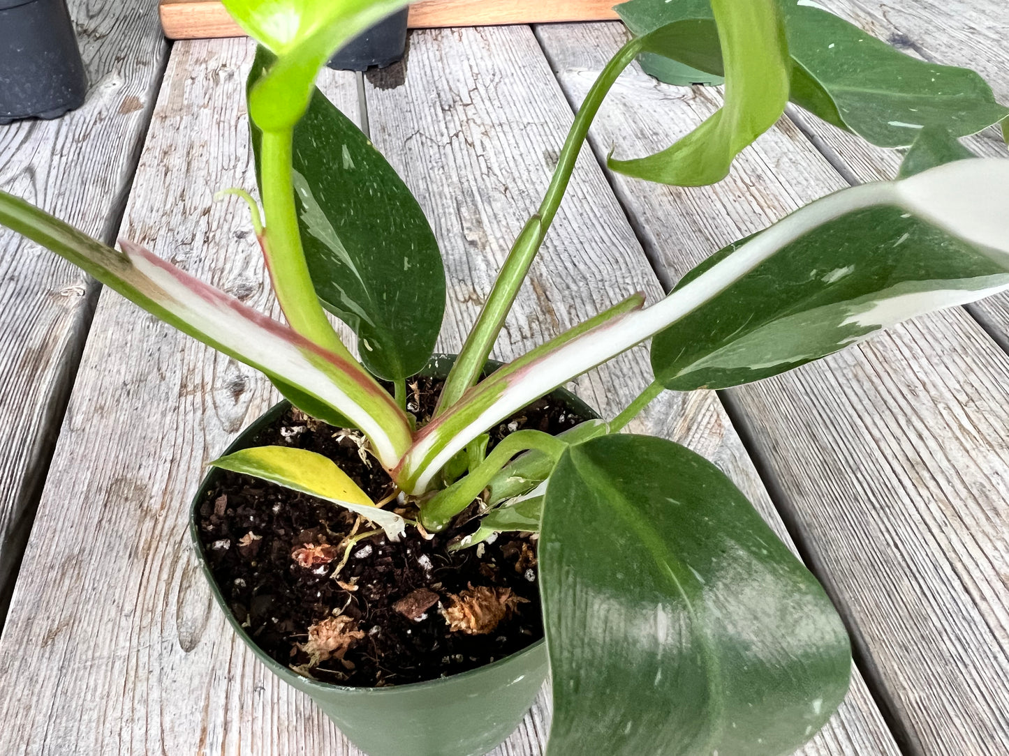 Philodendron- white princess