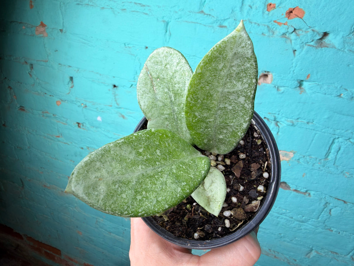 Hoya Nova Ghost 4”