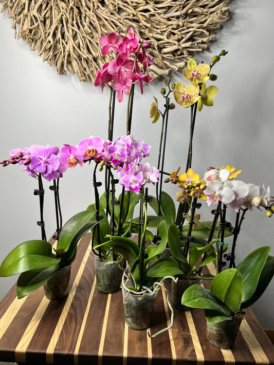 Plalaenopsis Orchid (Moth Orchid) Double Stem