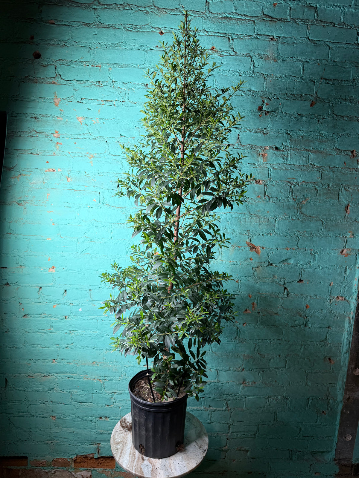 Magenta Cherry Tree 8” (Just under  5ft)