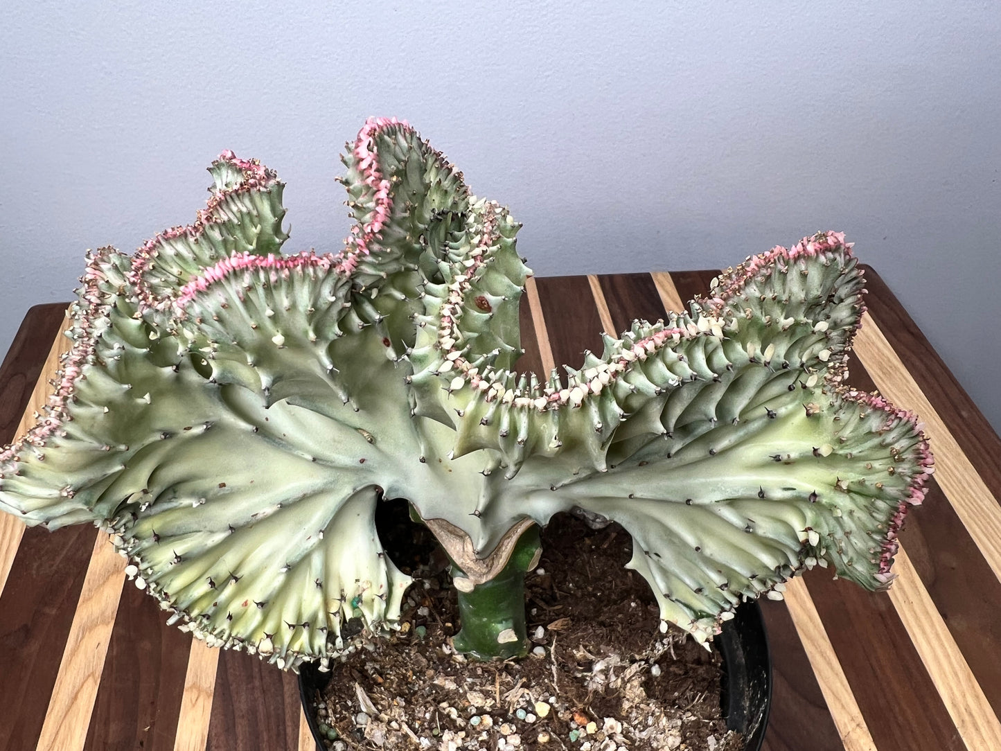 Mermaid Tail- Euphorbia Lactea 6”