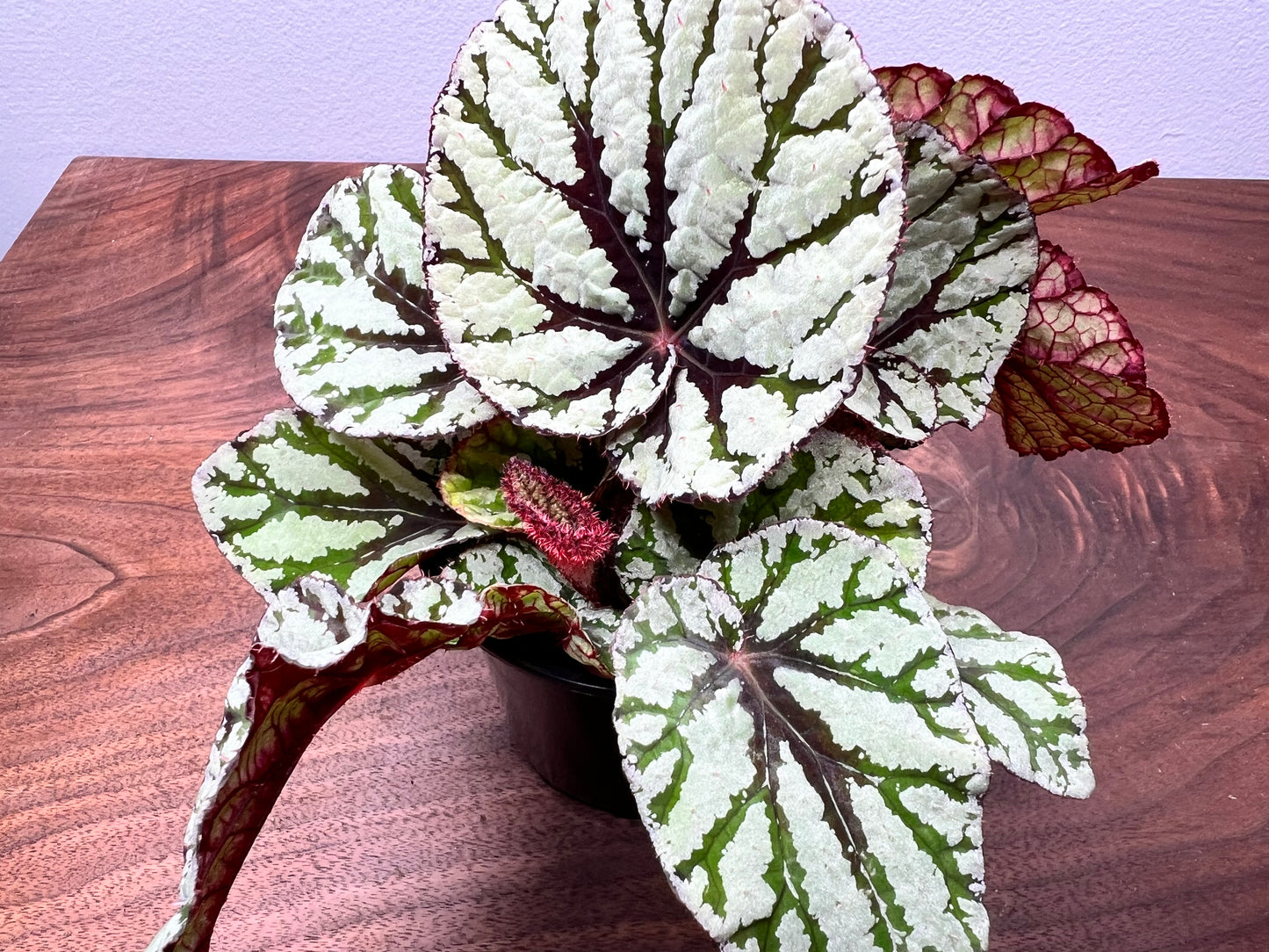 Begonia 'Pin Stripe’