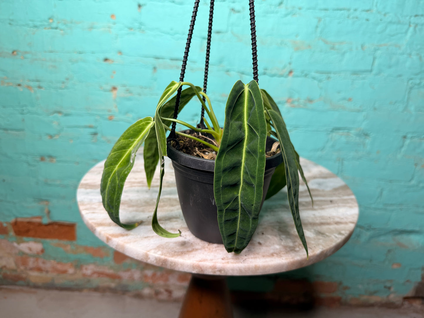 Anthurium Warocqueanun Basket- 😍